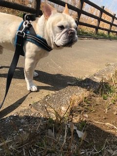 土筆かなぁ?
