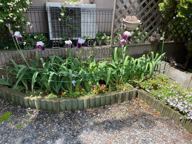 菖蒲の花?