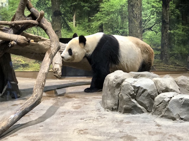 久しぶりの生パンダ!