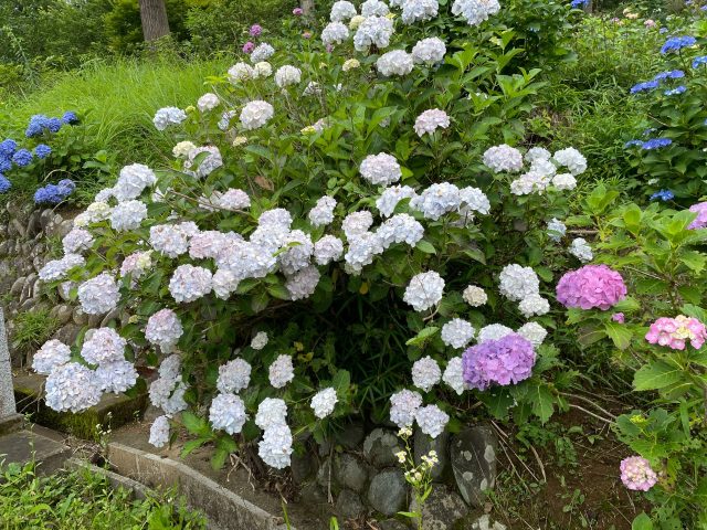 紫陽花(あじさい)の色の変化