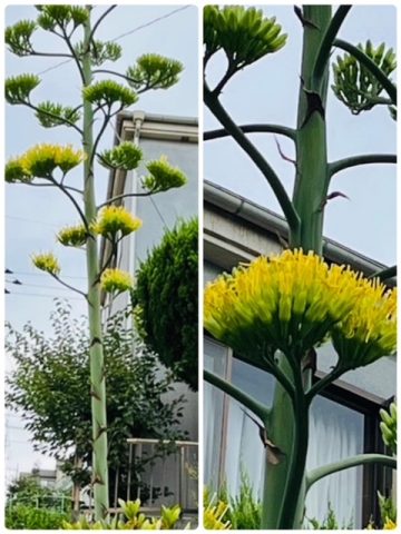 リュウゼツランってご存じ?