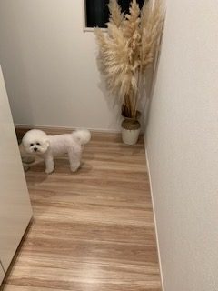 忠犬ハチ公