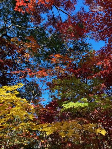 紅葉を見に
