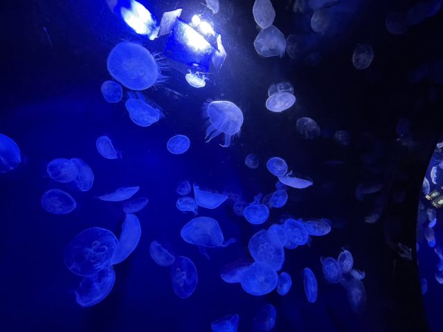 癒し✨