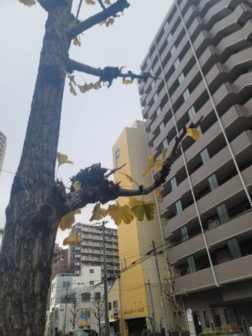 寒さに凍える日々です