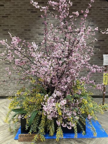JU-MALL PLAZAの桜🌸