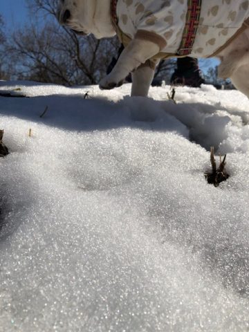 雪、冷たいな