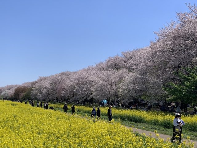 幸手権現堂桜堤