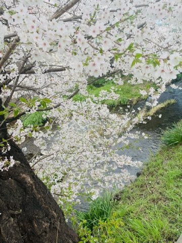 春本番