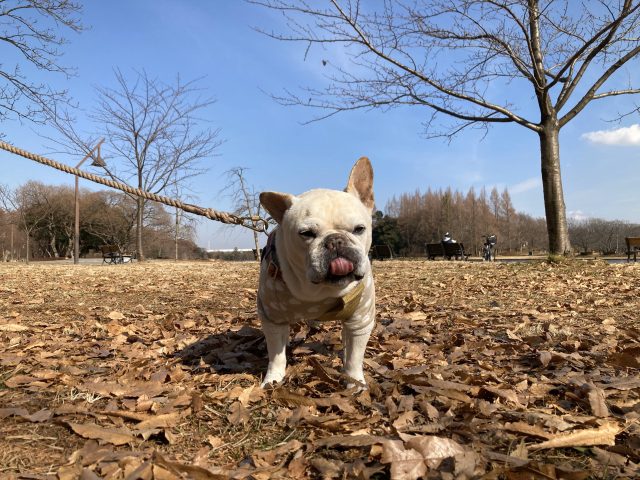 犬、迷ったらひとまず飼(買)いましょう!