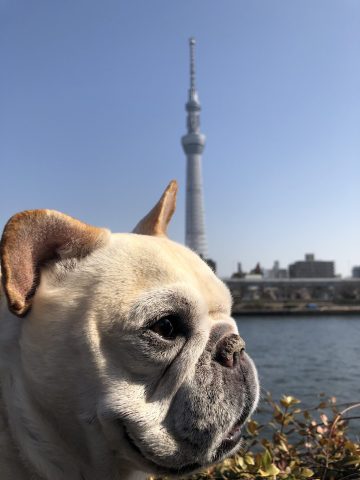 やはりボケたか!?