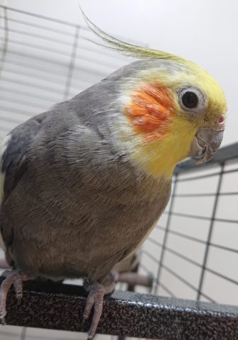 オカメインコ