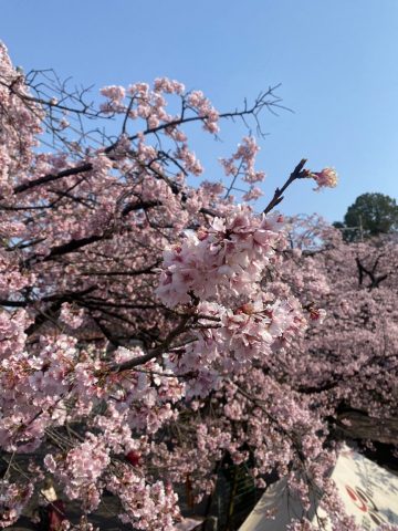 安行桜