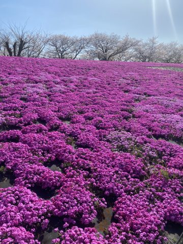 満開の芝桜