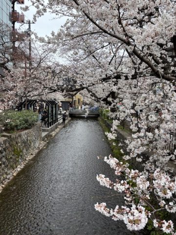 桜満開の京都