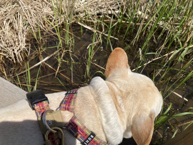 何かがいる⁉