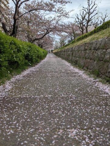 桜が散る