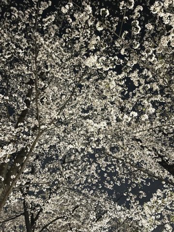 夜桜見物