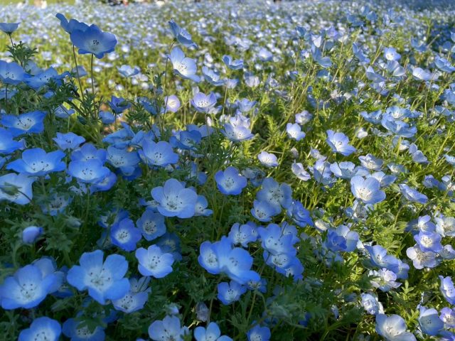 昭和記念公園