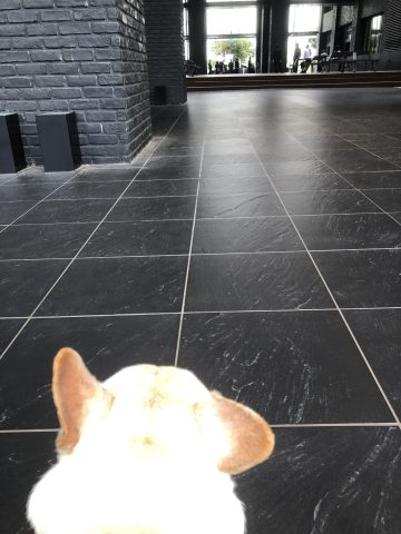 撮影のぞき見