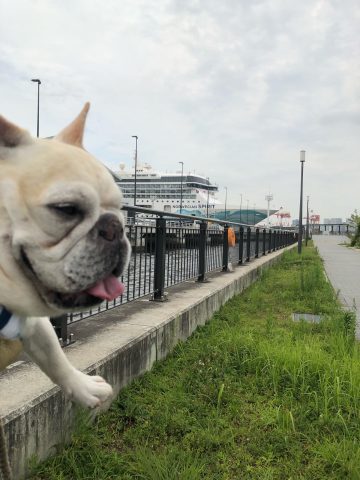 ノルウェー ジャン クルーズで奴が来た