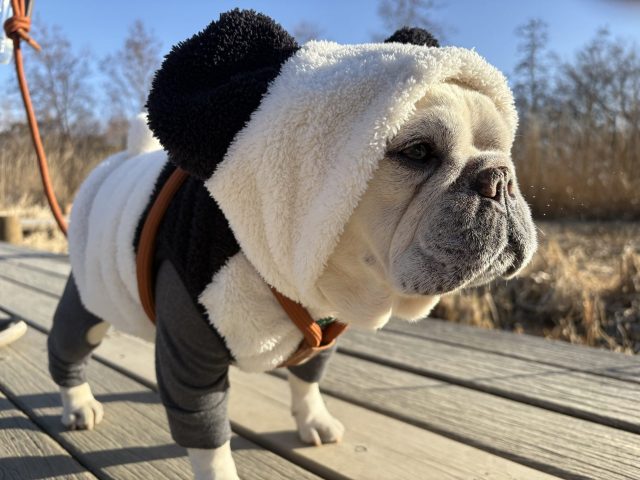 熊猫