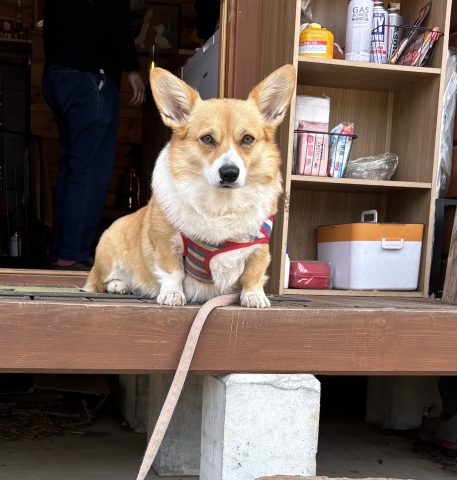 看板犬の