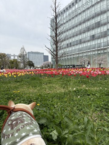 チューリップ畑へGO!