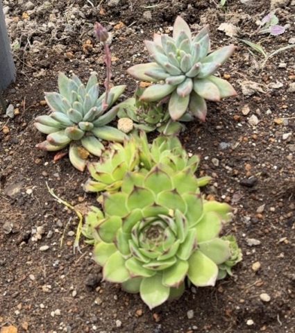 多肉植物