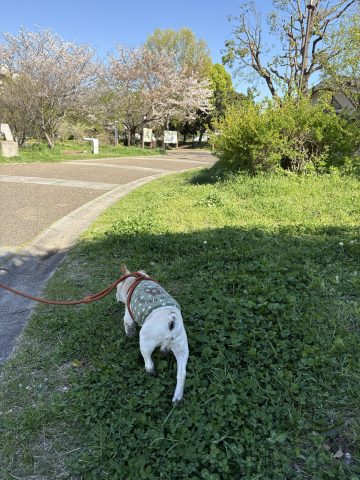 桜も散り今年も暑さが厳しそう