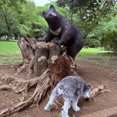 クマ出没注意!