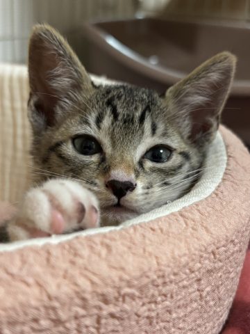 新しい家族🐈