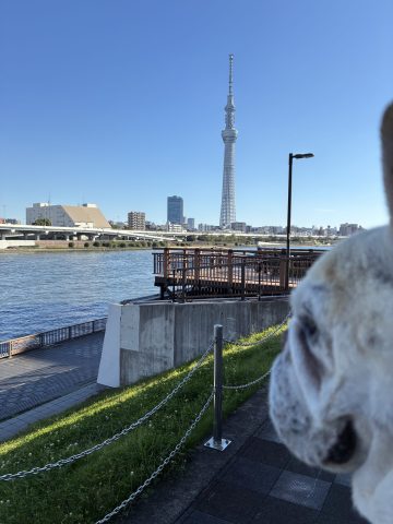 久しぶりのスカイツリー